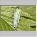 Cicadella viridis - Zwergzikade 08.jpg